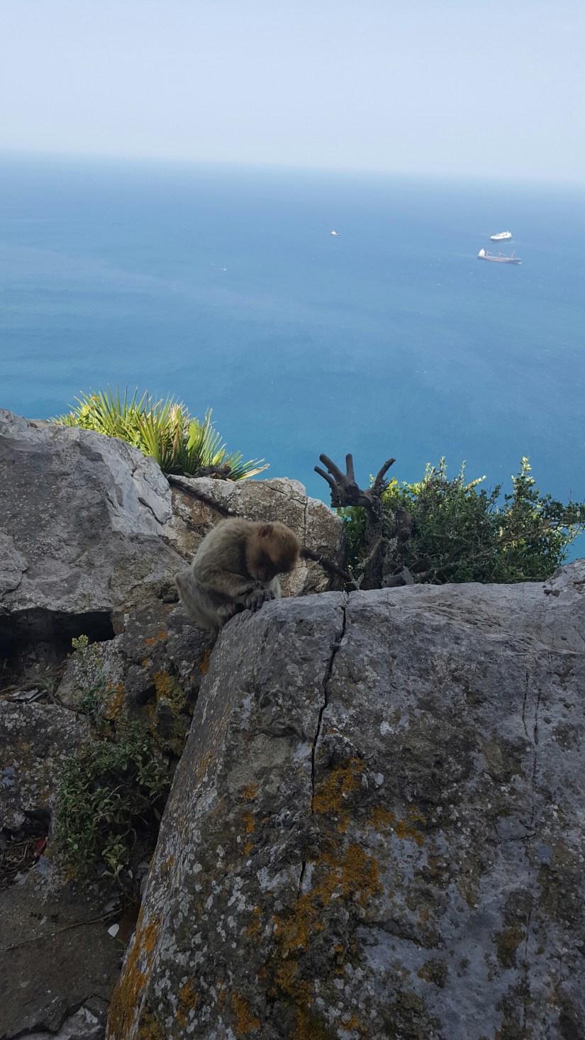 Monkeys in Gibraltar